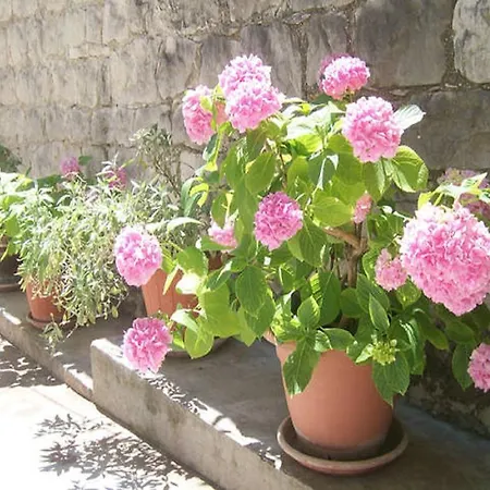 Josip דירה ספליט